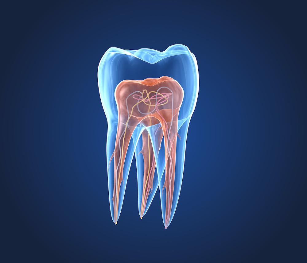 Endodontie